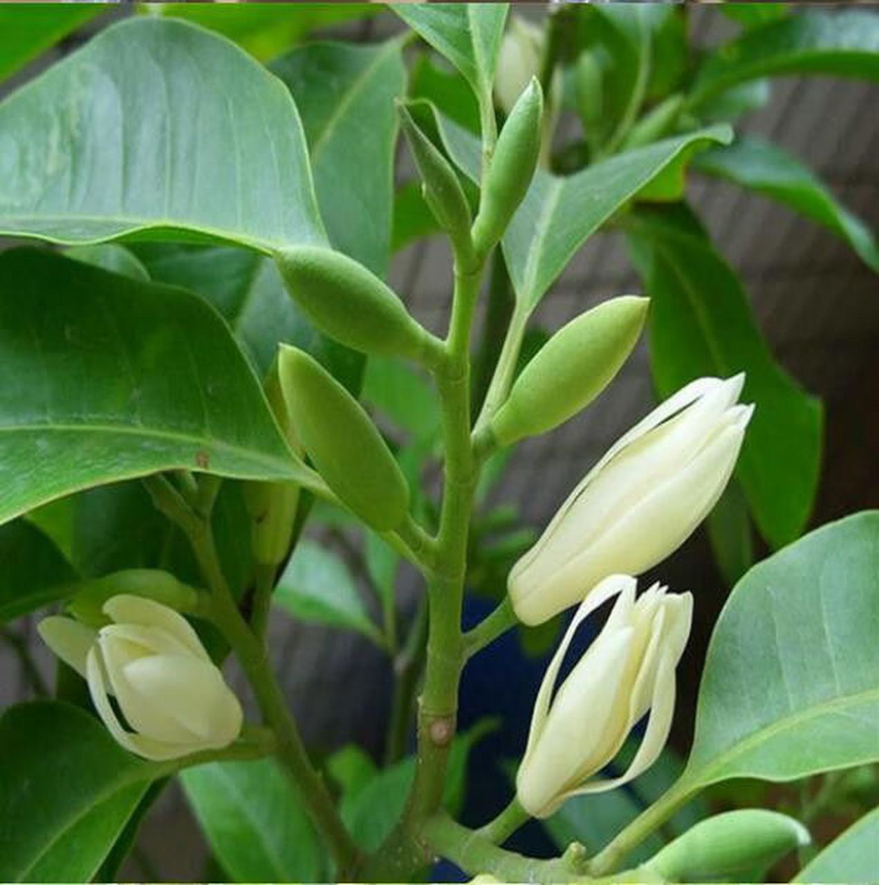 白兰花只长叶子不开花可能是养分不足,浇水不当,光照不足,修剪不当或