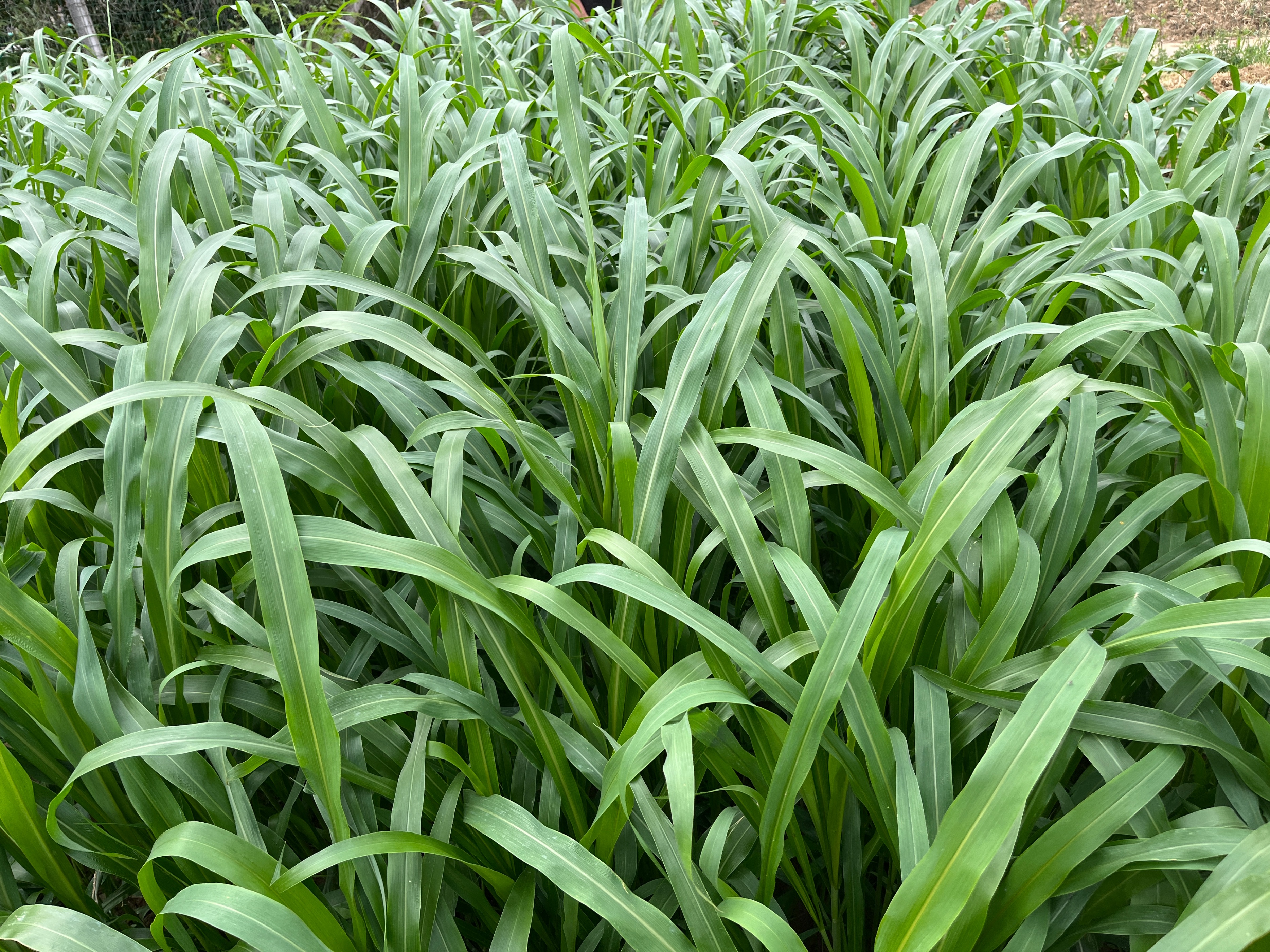 苏丹草和高粱杂交品种,高丹草的适口性好,年收鲜草达12000千克