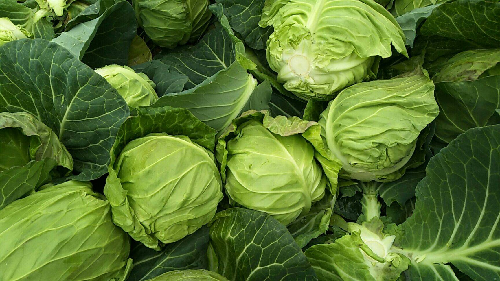 春季养生,建议常吃3种食物,营养丰富,延缓衰老,好吃又不贵!