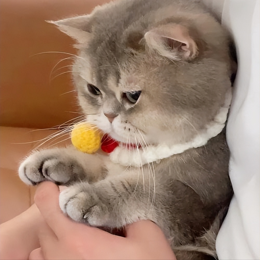 谁懂啊家人们,我家猫居然为了我"吃醋"了!