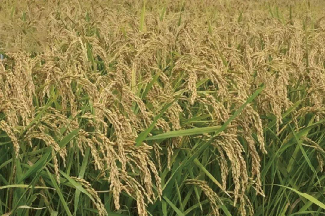 普育931最具潜力的长粒优质米水稻品种