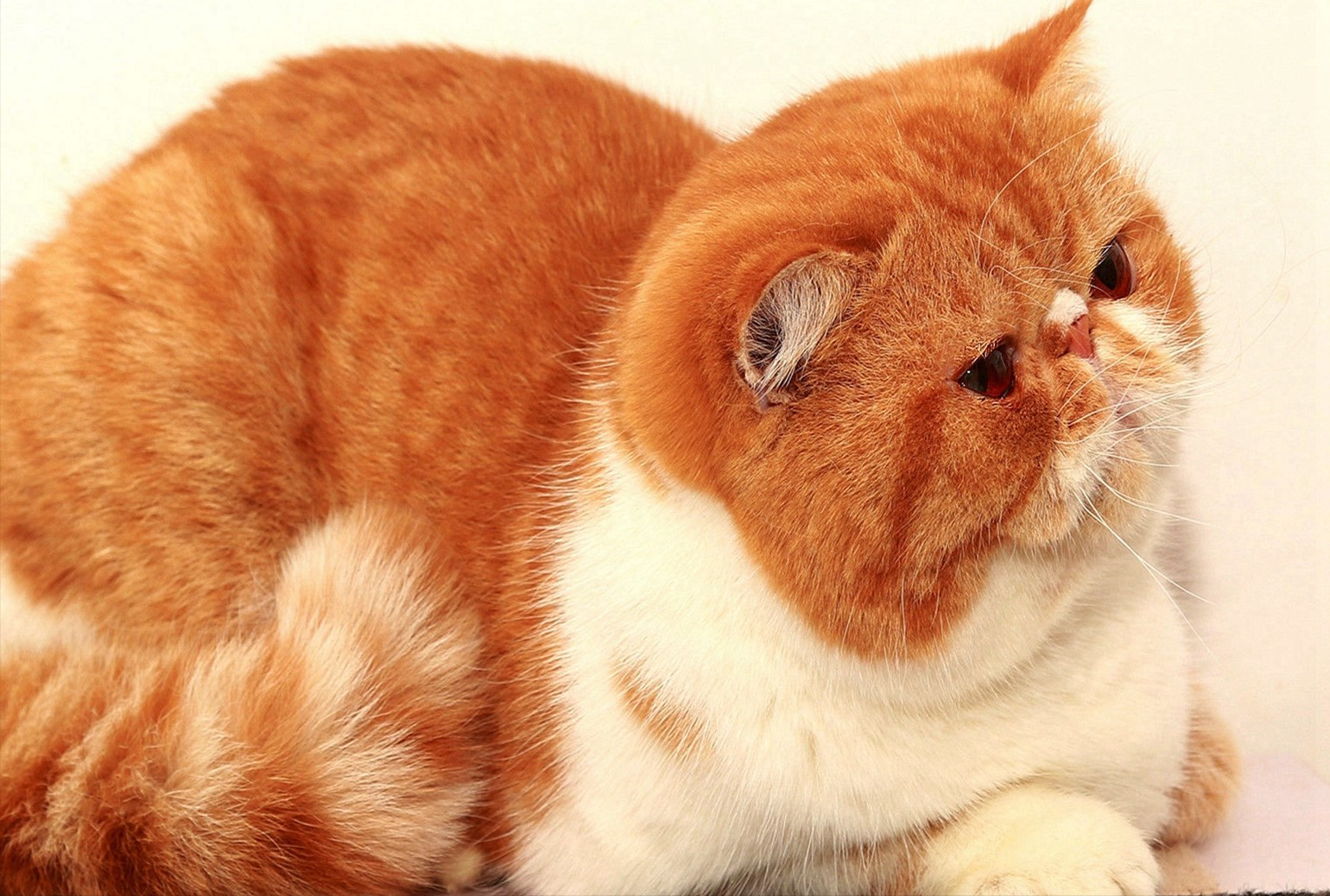 萌宠治愈季#加菲猫的长相呆萌,看起来很可爱,所以在早些年还是很受