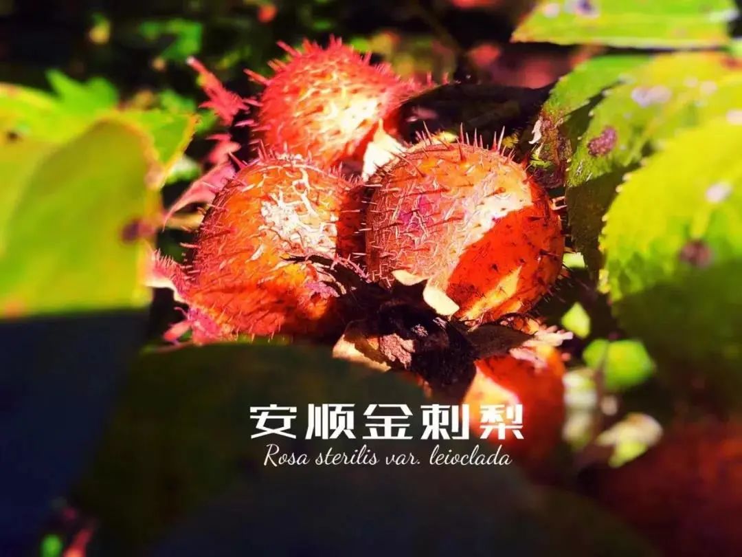 【乡愁安顺】花谢蒂起,安顺这样的村庄最是千"椒"百媚!