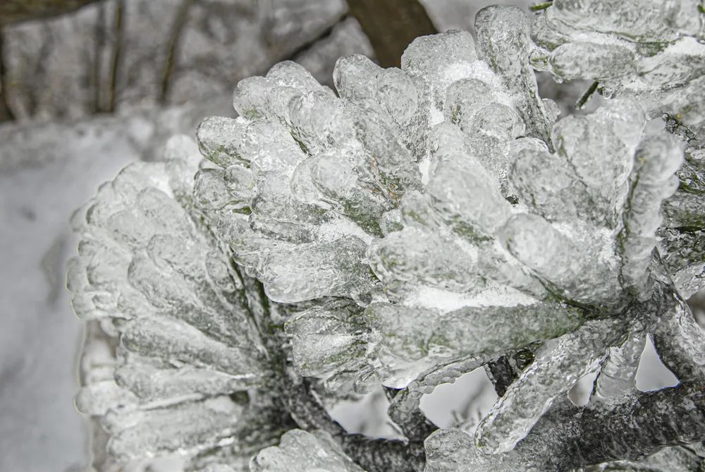 大别山的雪之小品二树上挂冰凌!