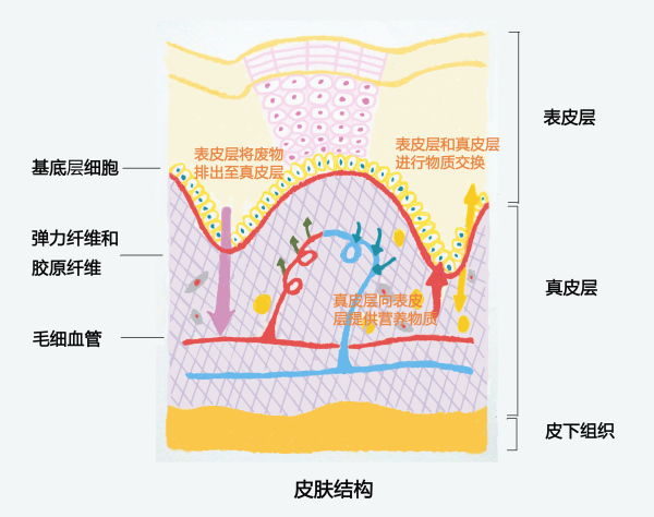 皮肤结构是哪三大层9小层?