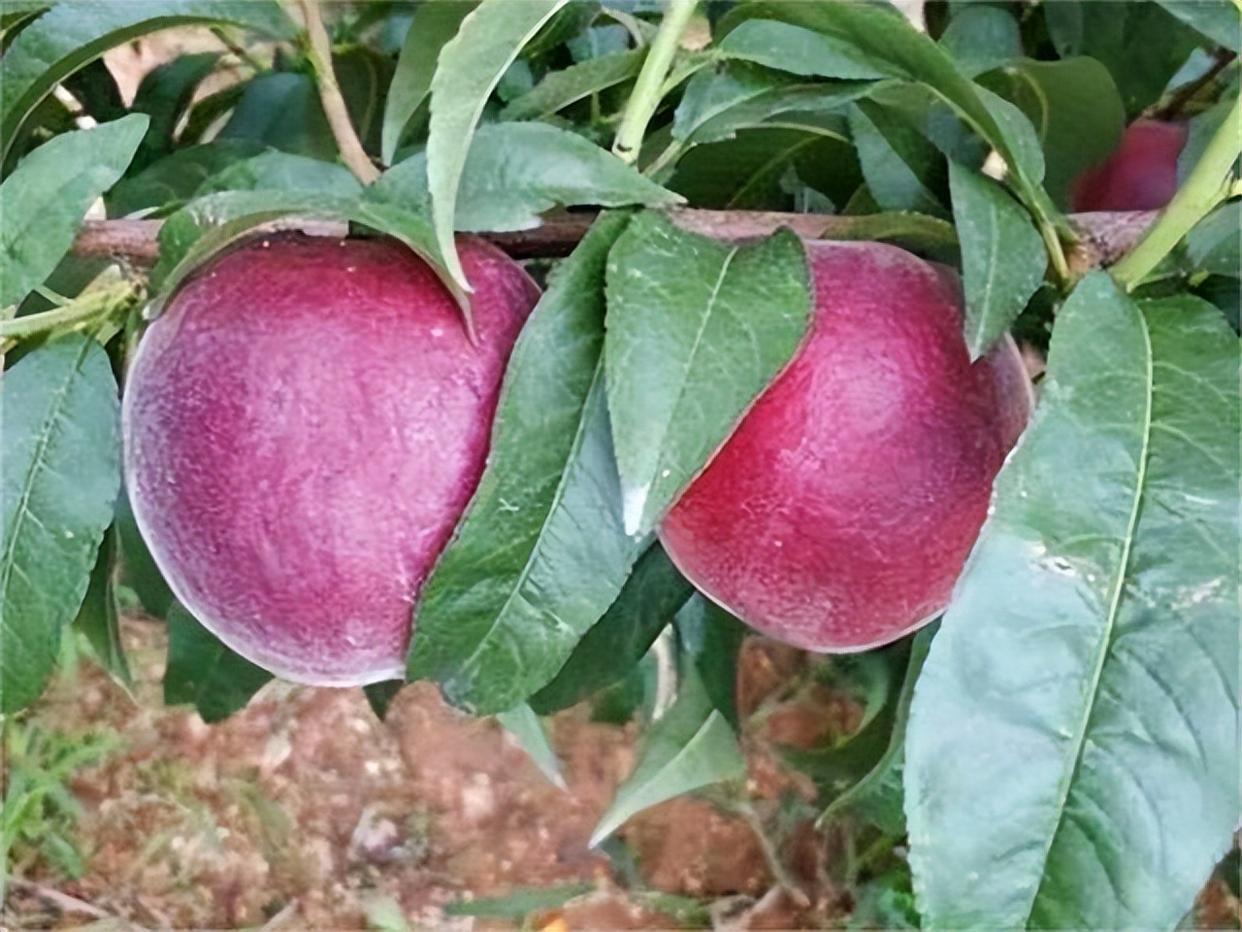 我国的昂贵果树,不怕旱不怕晒,市场反映佳,国内朋友不要小觑