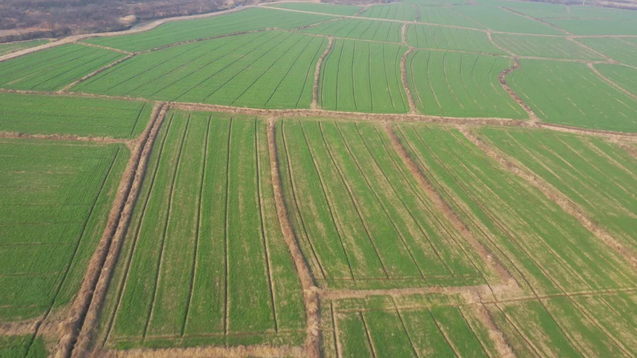 罗山县子路镇:千亩紫云英 铺就致富路