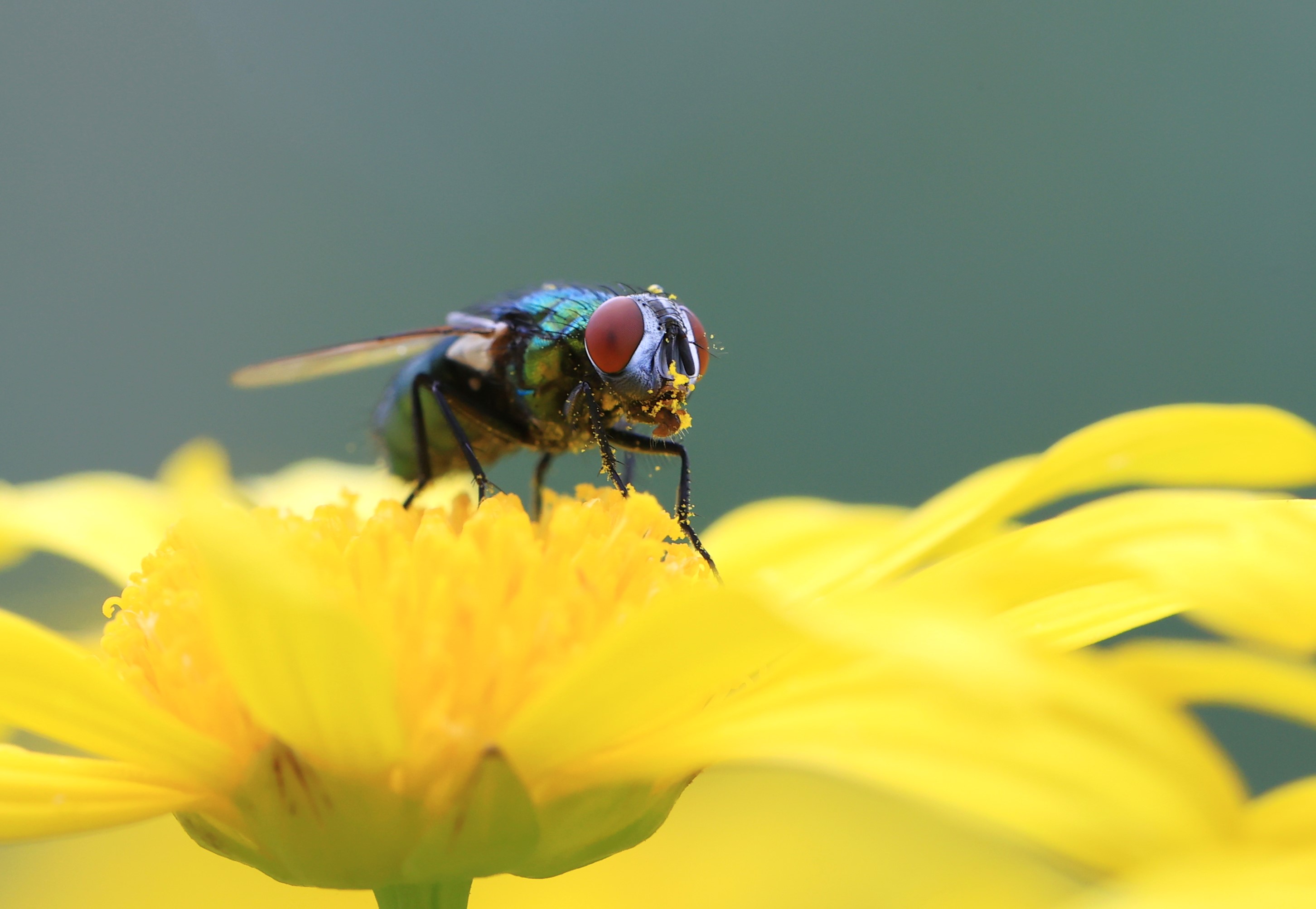 苍蝇,也有可爱的权利!