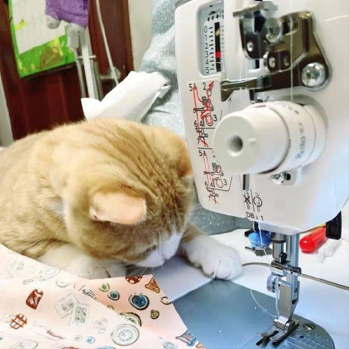 18张图告诉你"打工猫"有多辛苦,网友:比我还要忙!