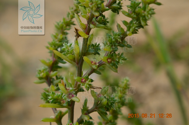 风滚草入侵全球,在美国堵路又淹没小镇,为何在我国却很难成年?