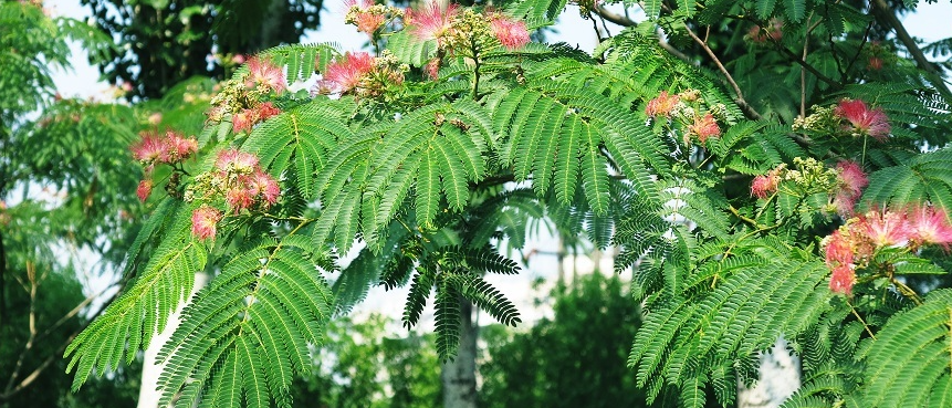 合欢树为什么叫鬼树,多久开花为什么在线