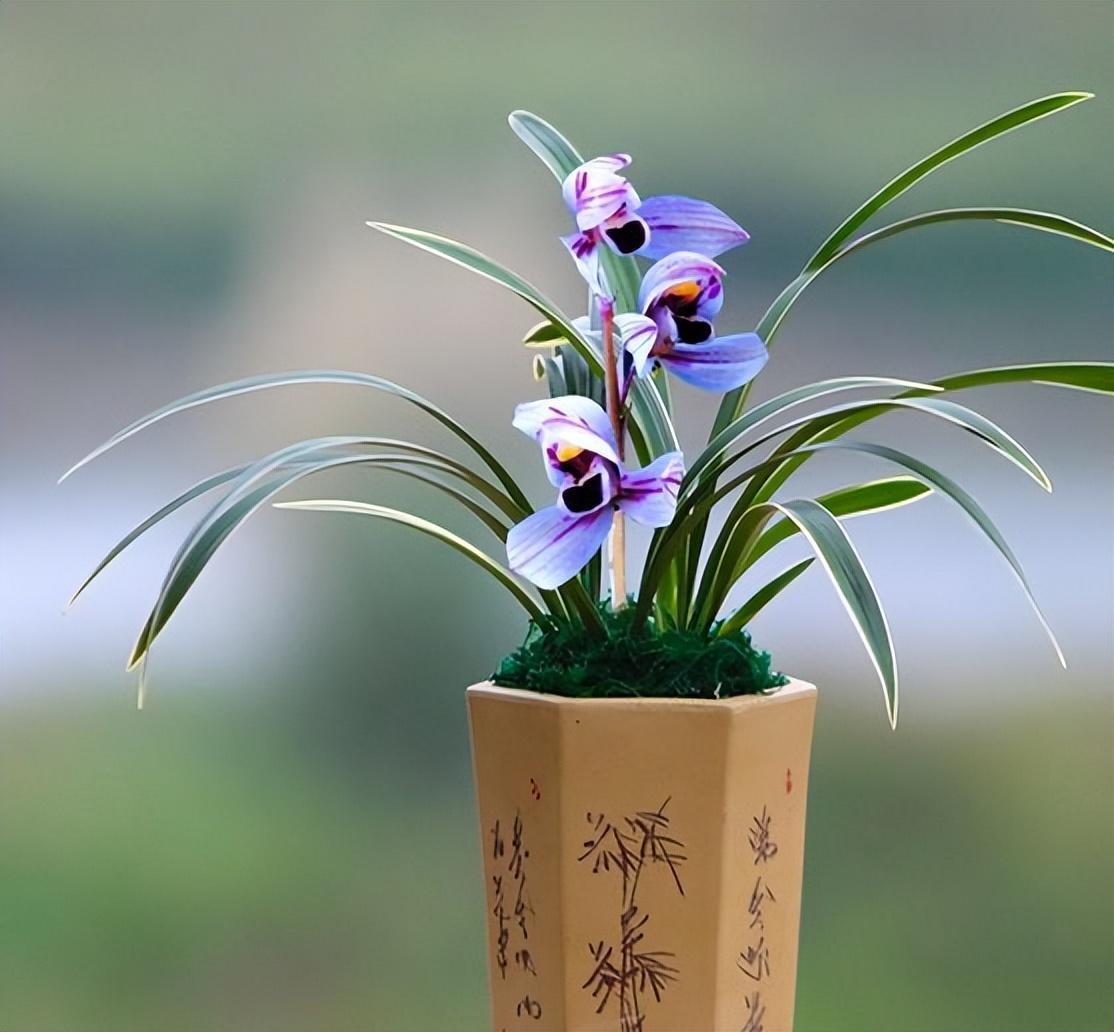 紫月荷寓意"紫气东来",花色罕见,兰香醇正,花开之后仙气十足