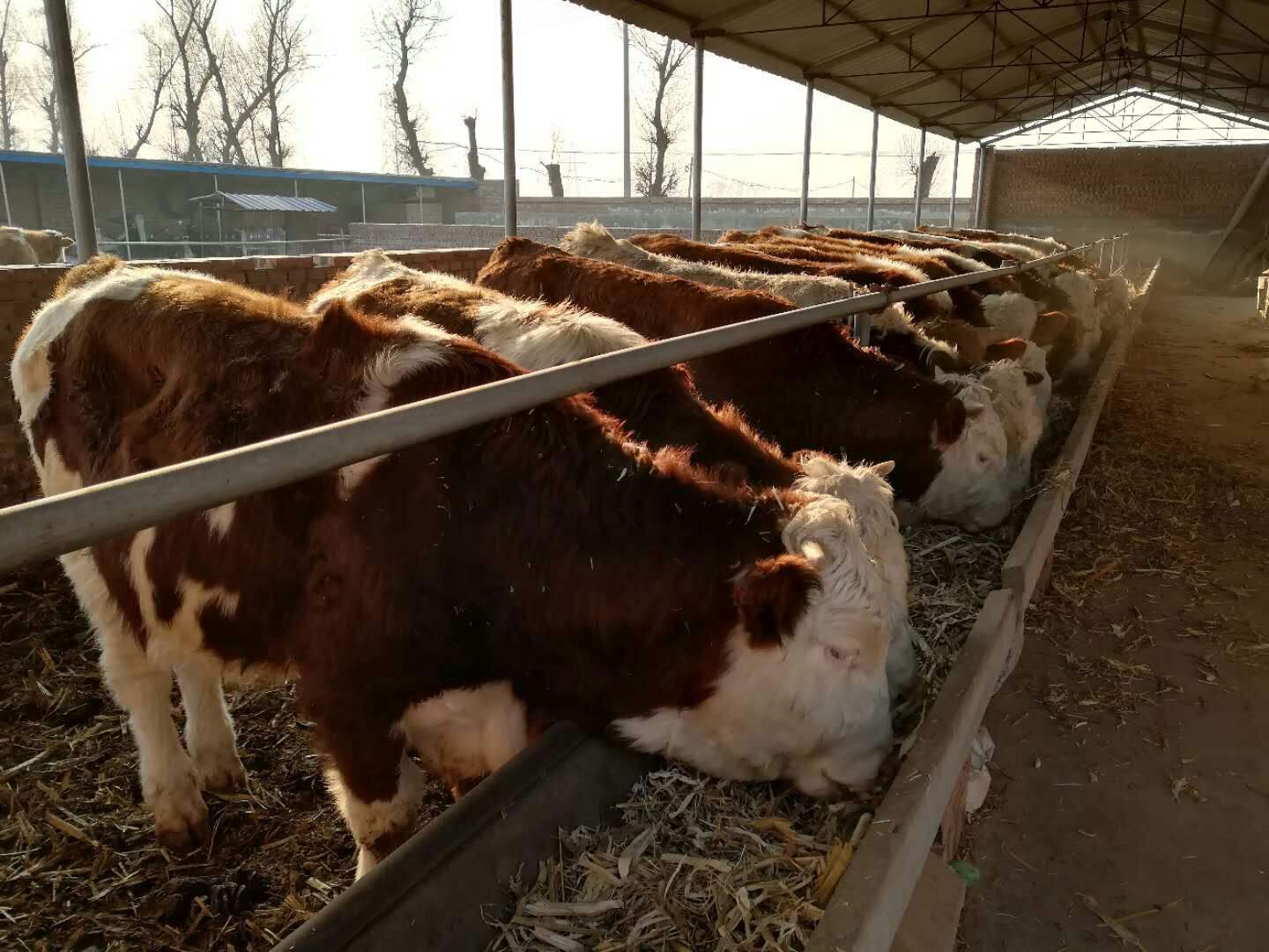 牛每天吃多少草料和飼料?牛飼料配方及製作方法,快收藏學習!