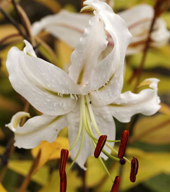 养猫的家里不能有这些植物哦特别是这种 猫中砒霜 来自百家号 小可爱宠物网 不错网