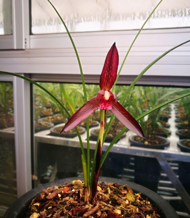 贵州早年下山的一棵血红花春兰,曾千金难买,带您观赏一下吧