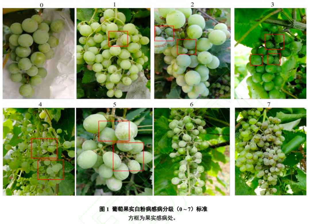 中国野生葡萄果皮解剖结构与白粉病抗性的相关性研究