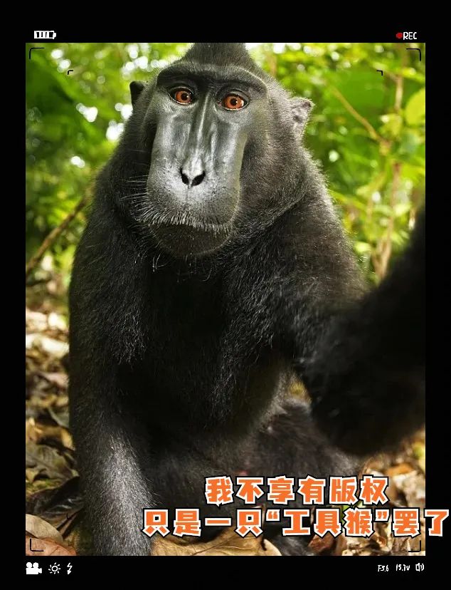 猴子的自拍照,版权归猴子吗?