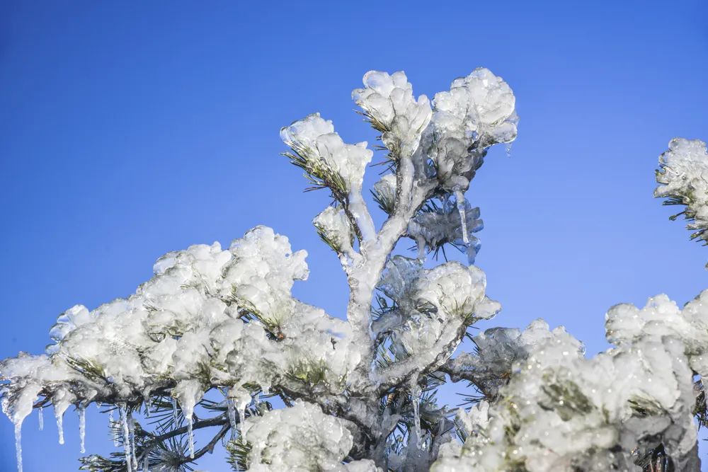 大别山的雪之小品二树上挂冰凌!