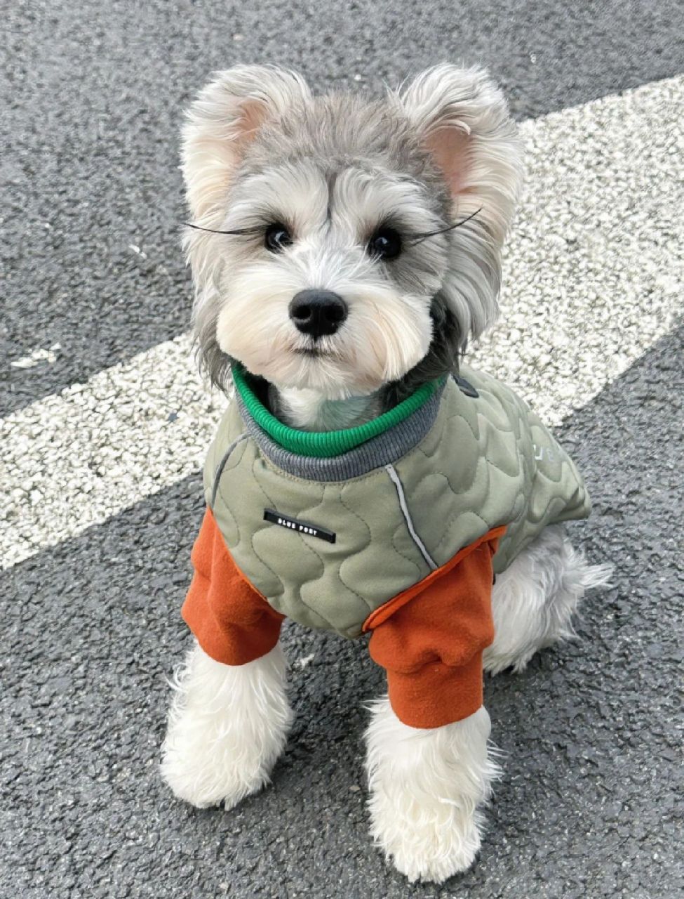 太nice了吧 雪纳瑞基本信息 平均寿命:13-16岁 性格:活泼好动,是个