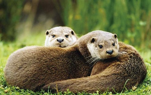 游泳健将——欧亚水獭