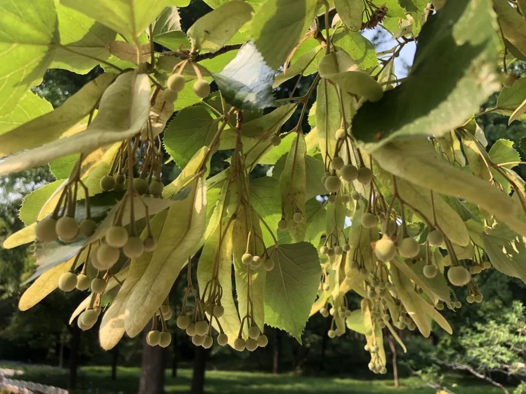 香山云科普|香山公园里的《诗经》植物——杻