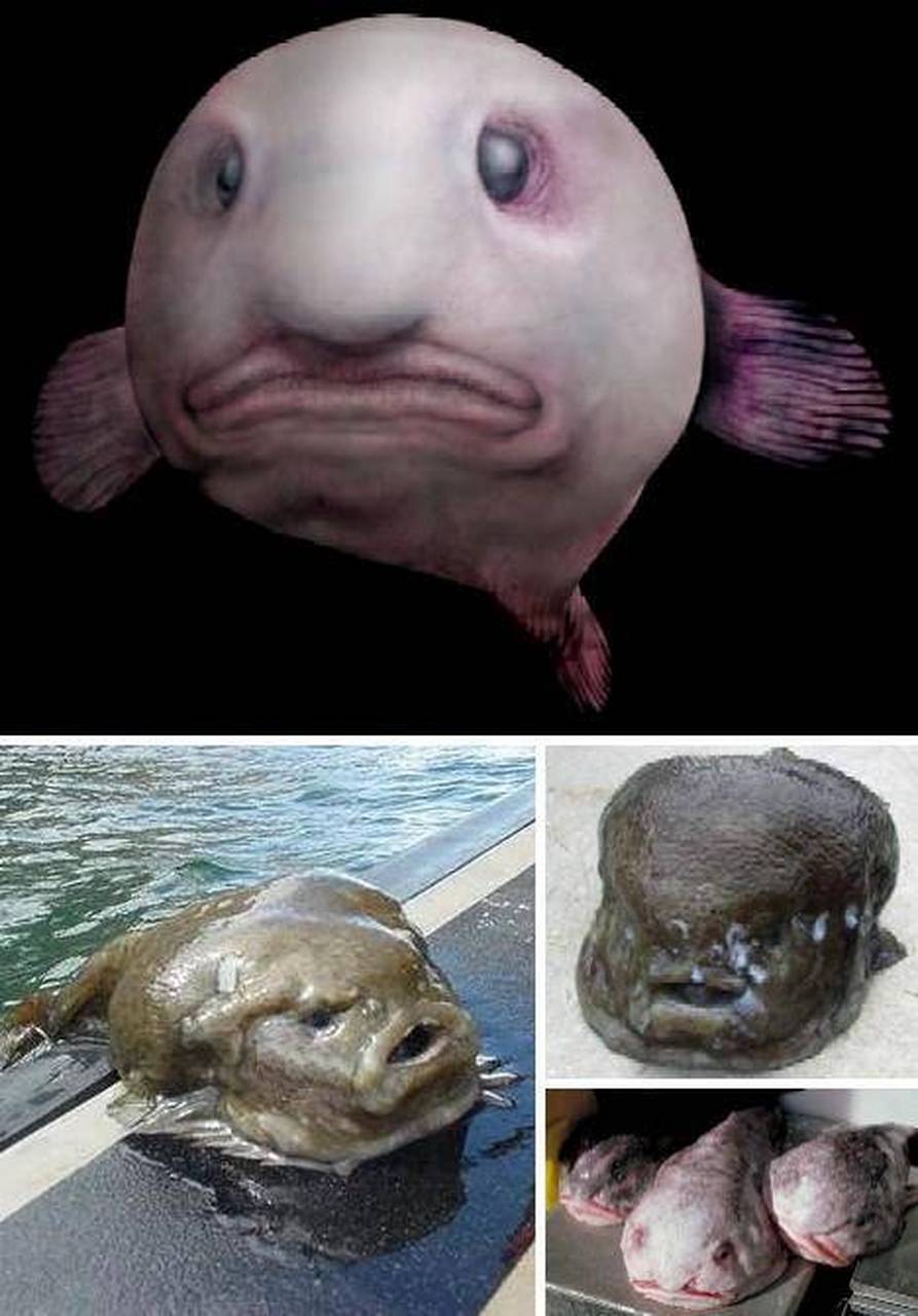 被网友们戏称为"世界上最丑的动物",也被称为世界上最忧伤的鱼,它就软