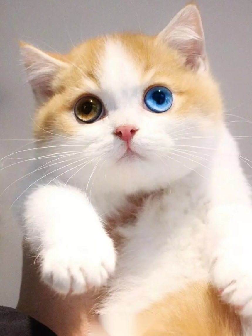 涨见识了!猫的"异瞳眼"居然是一种"疾病"!