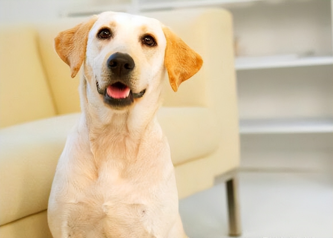 拉布拉多犬壁纸高清图片