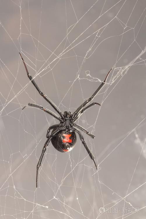 常见的毒蜘蛛图片