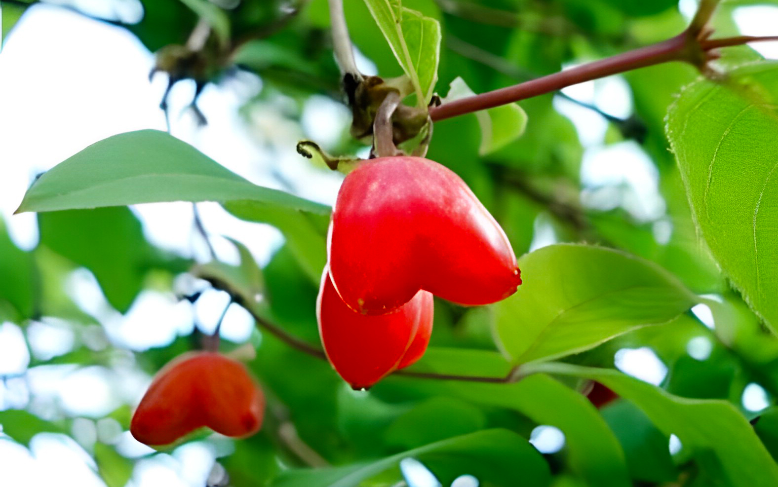 有"天然营养库"之美誉的杈杷果,更有赏心悦目的"红心"颜值!