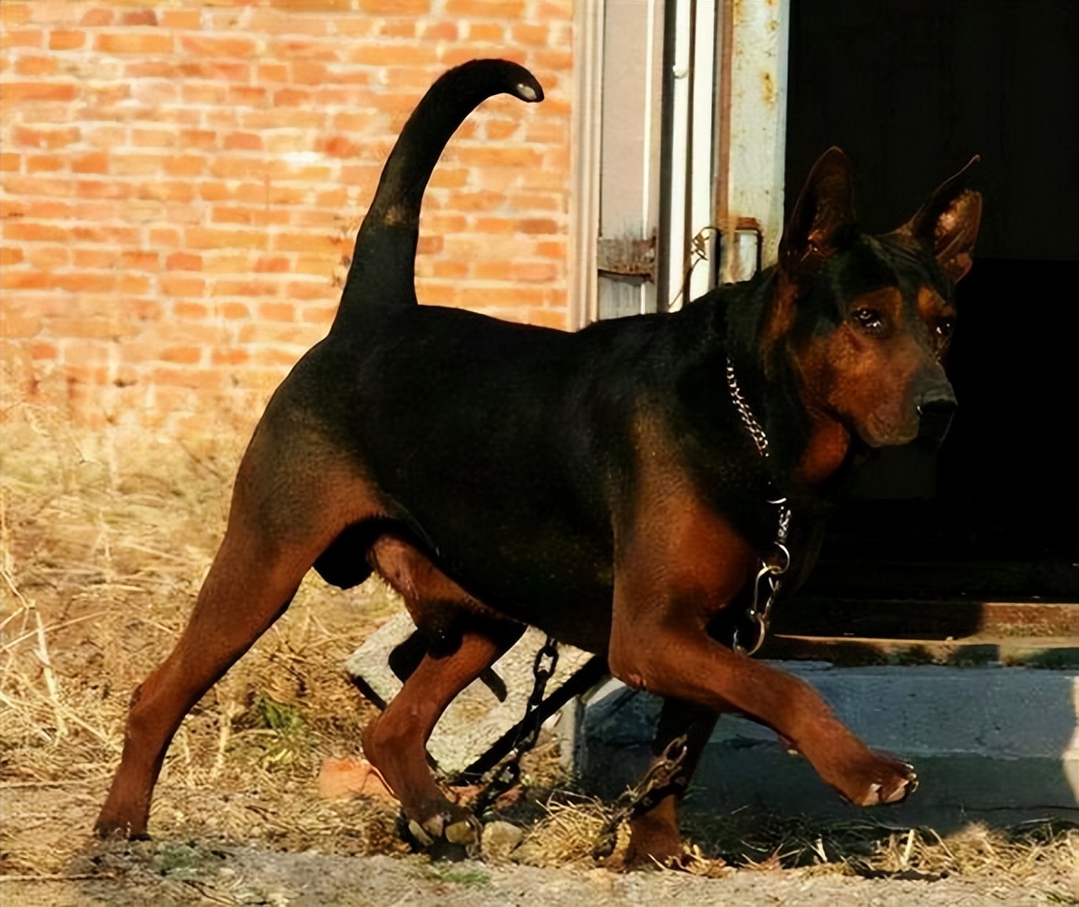 告诉你一个秘密,养狗就养"莱州红犬",真香!