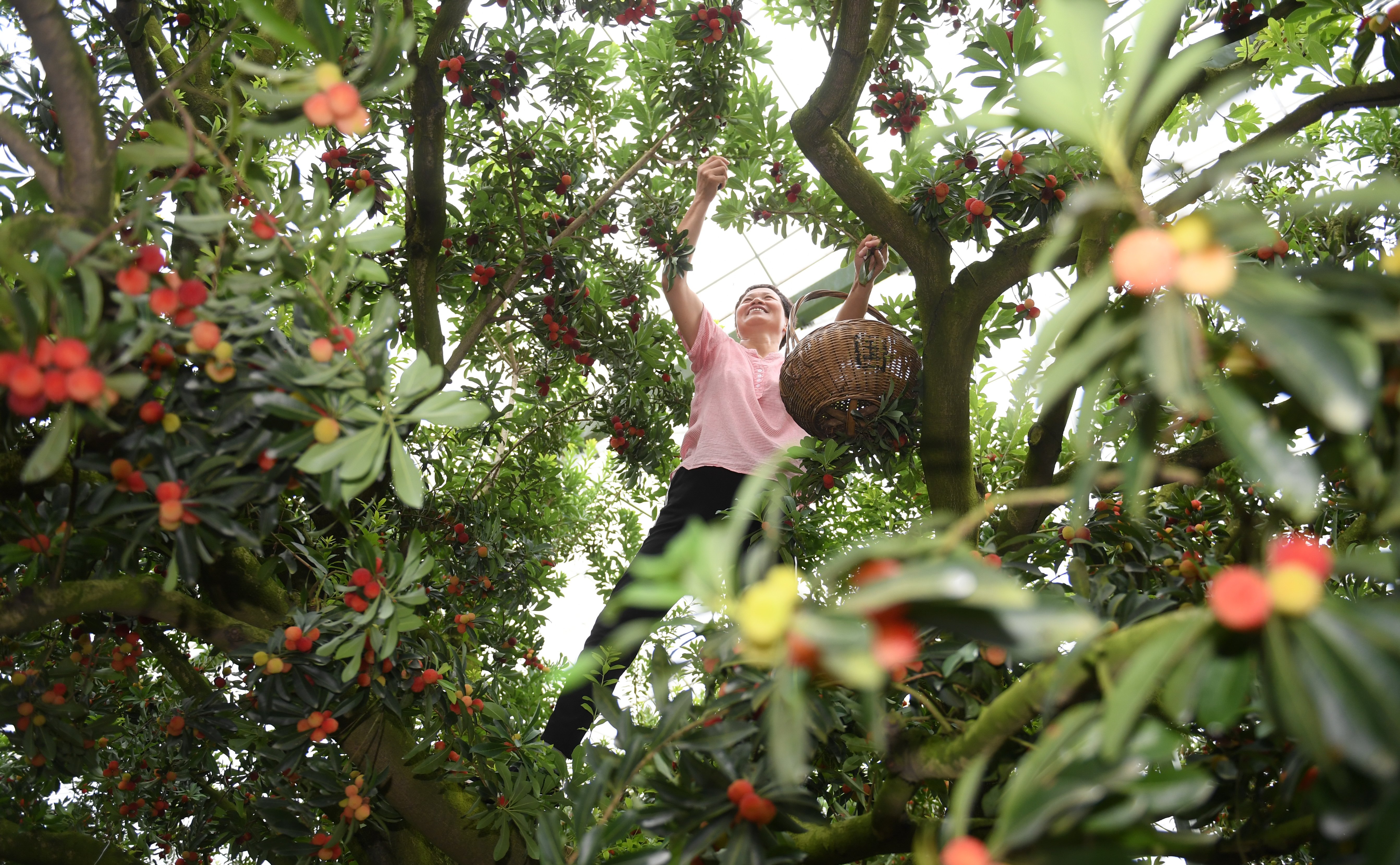 浙江上虞:二都杨梅开采