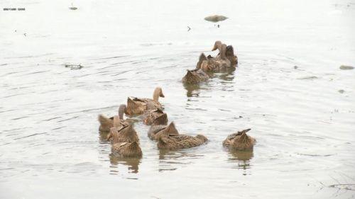 推荐相邻两家鸭子每天自动组队出门，主人故意少放3只，鸭子竟一直等