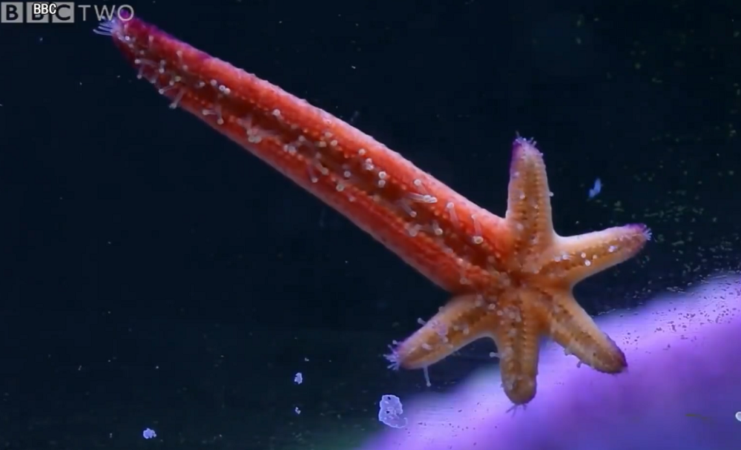 海羽星:再说一遍,我不是毽子,也不是海草!