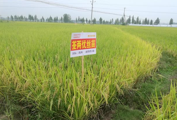 水稻品种荃优087图片