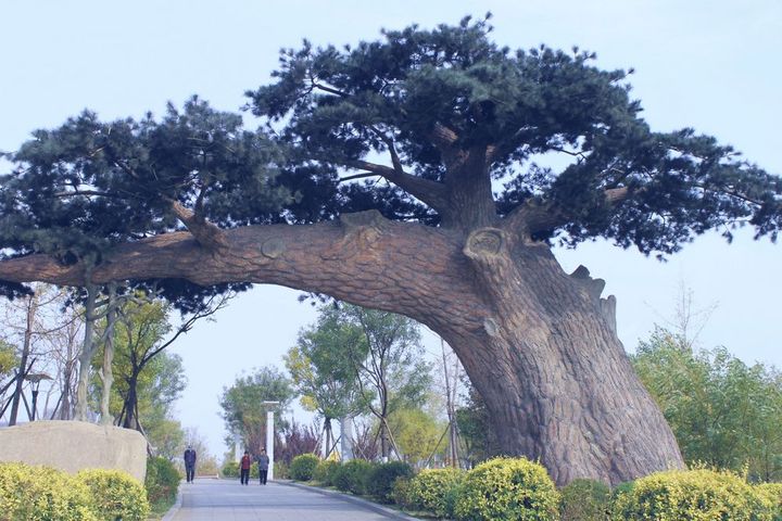 鲅鱼圈碧霞山图片