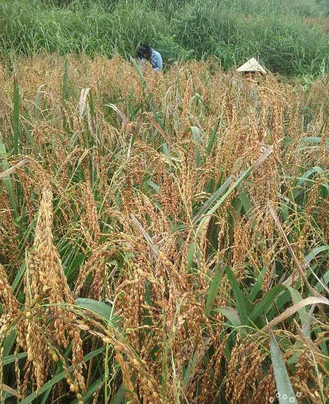 高山旱稻种子图片