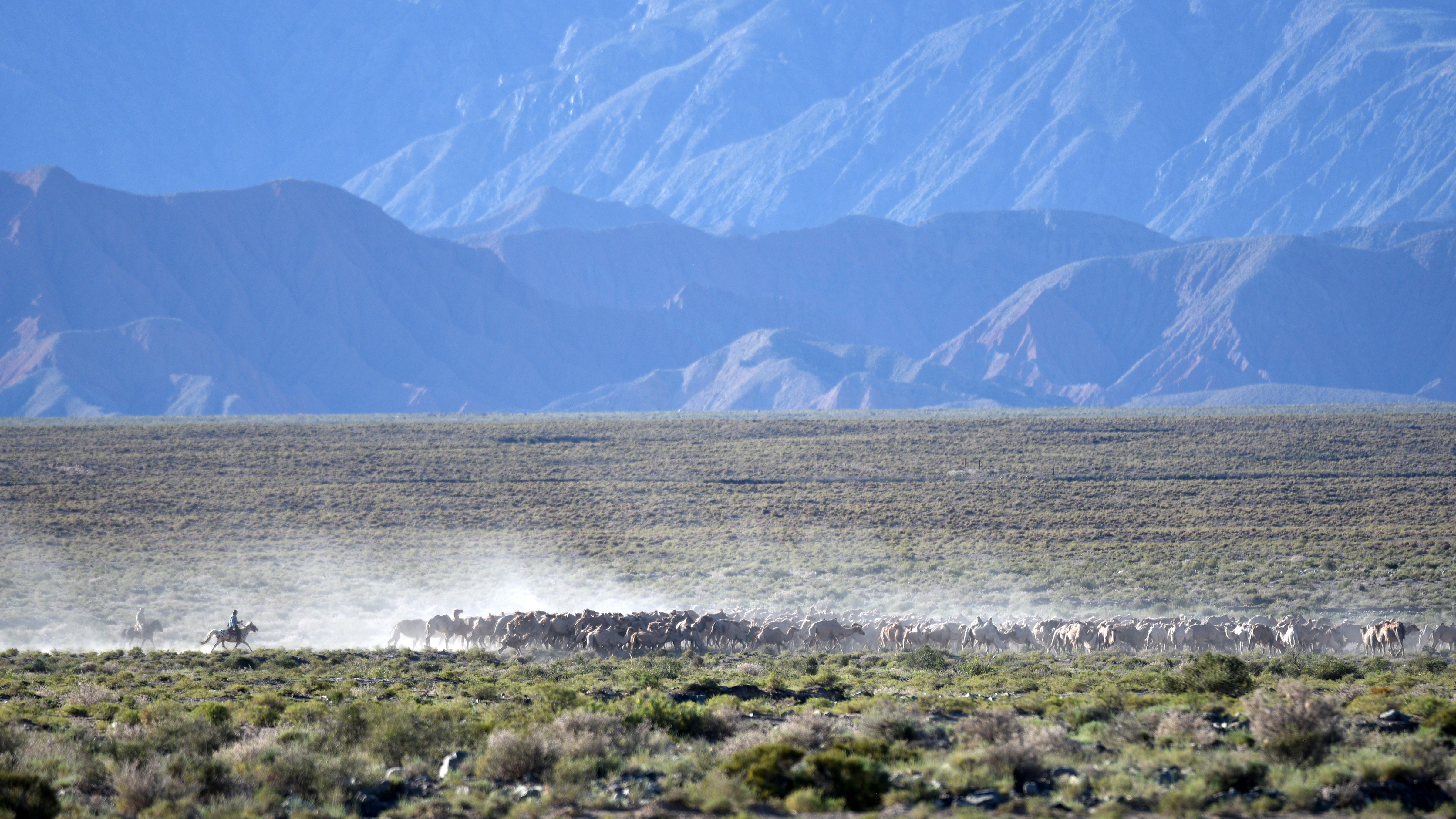 甘肃阿克塞:骆驼转场