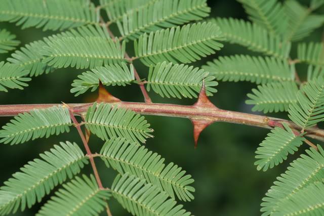 这种植物浑身带刺,农村常用来做篱笆,被称为"绿篱之王"