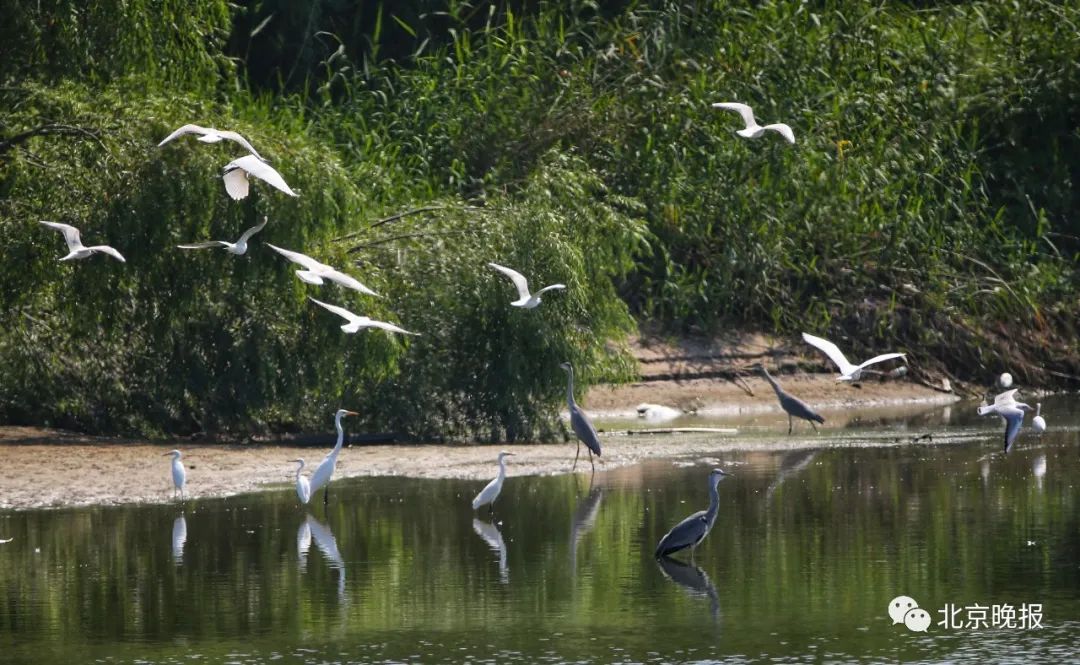 推荐|今日白露，现在是观赏夏候鸟最佳时期，来潮白河通州西集段看白鹭