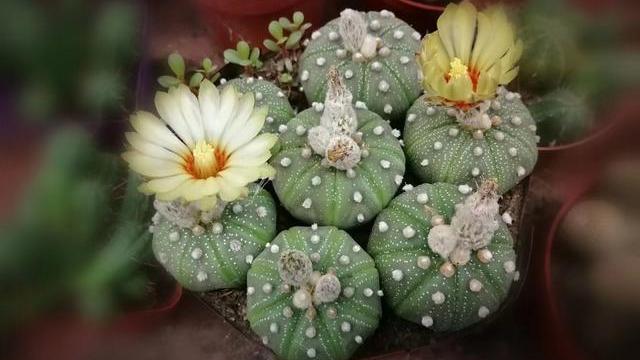 仙人球品种多样,养护需要注意什么?