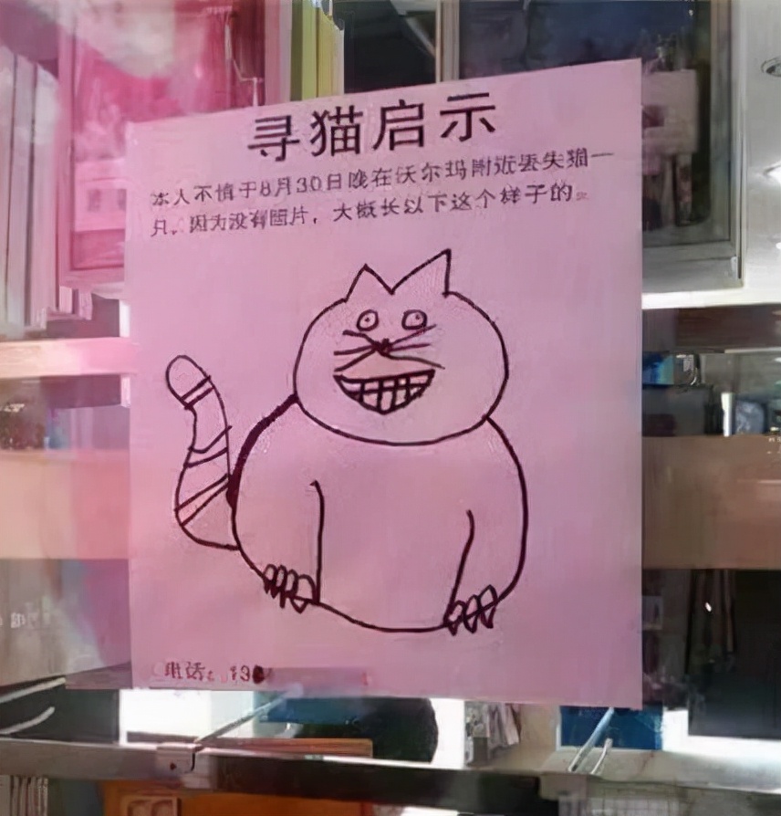 猫咪为何"离奇失踪"?原因值得深思