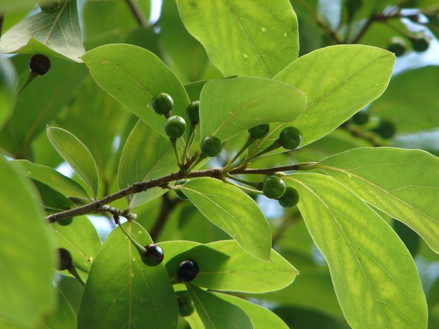 木姜子又称山胡椒,种子榨油,称为山胡椒油,是一种很好的调料
