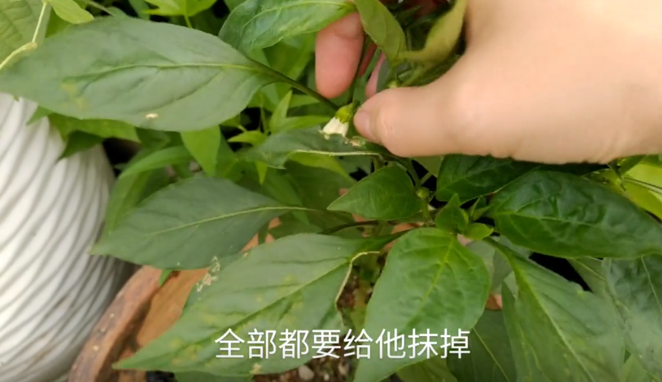 辣椒剪枝剪到果满枝头,记住一口诀,挂的果将架子都要压塌了