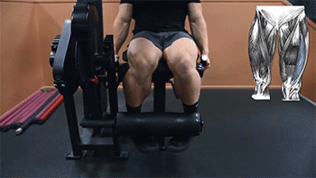 坐姿腿屈伸,你真的练对了吗?