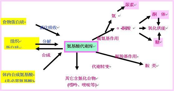 体内多种激素作用于细胞时,可促使细胞生成此物,转而调节细胞的生理