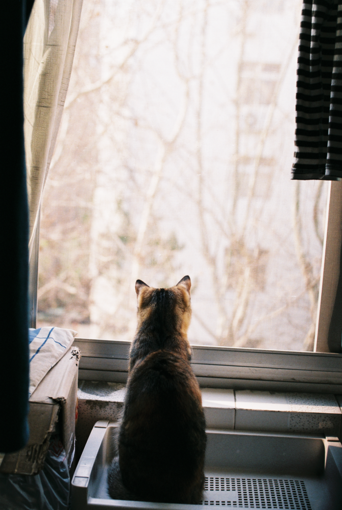 一只猫侧脸看窗外图片图片