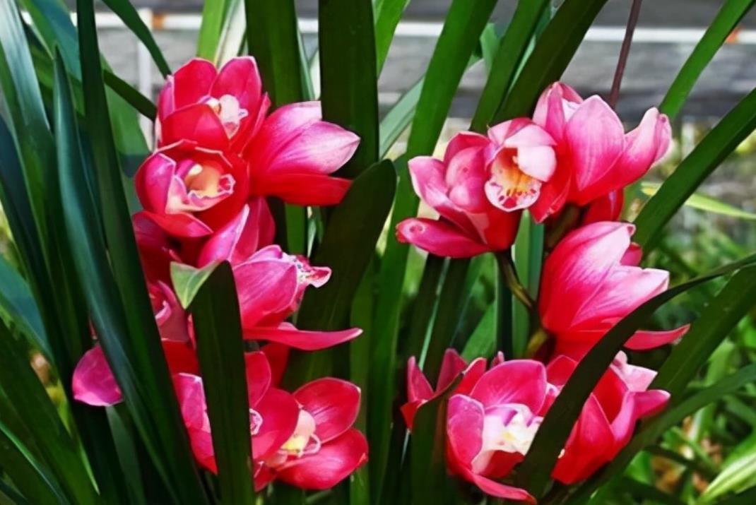 名贵兰花大将军,花色艳丽,香味浓郁,易花易芽,养在家里很喜庆