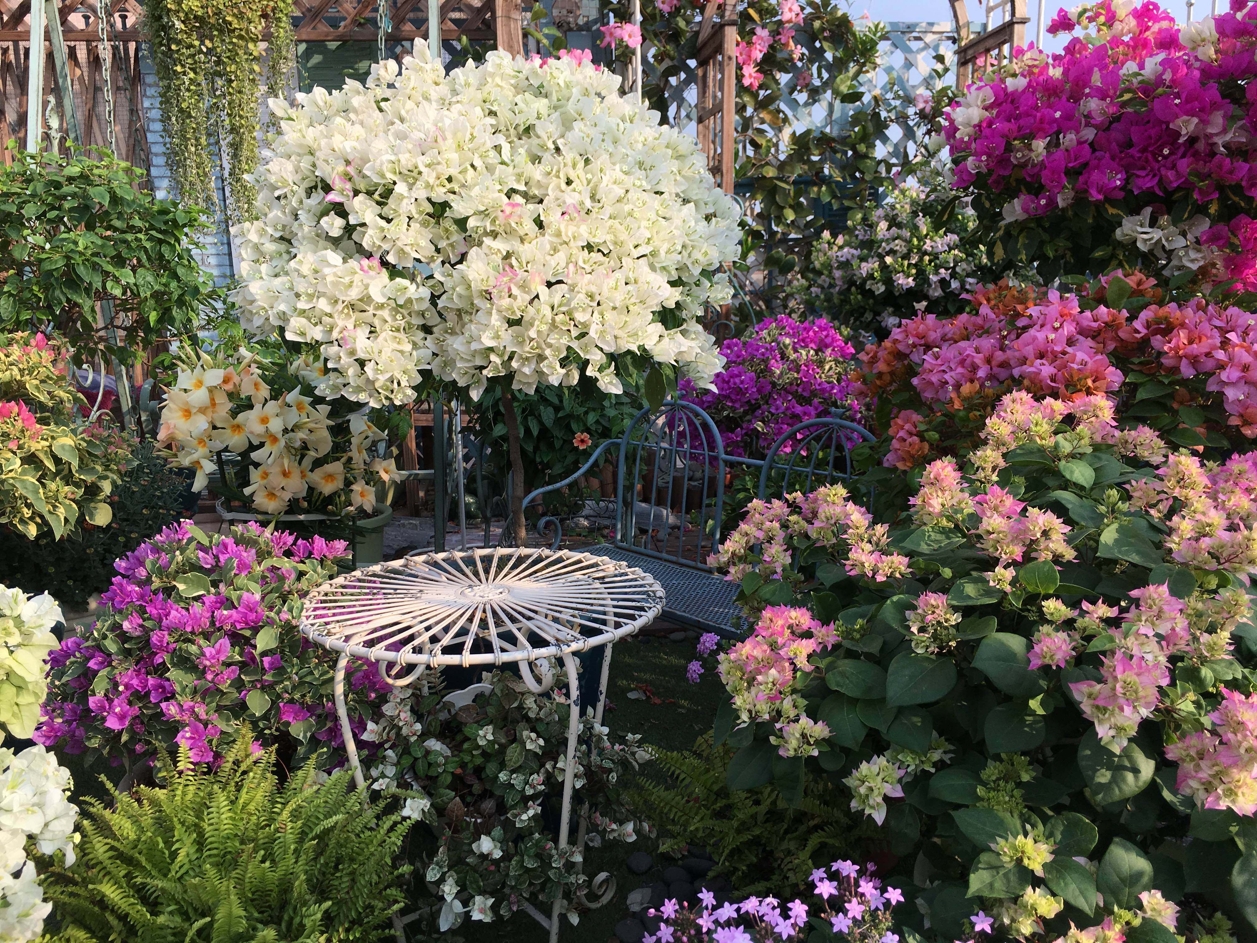 三角梅爬满围墙,花开绚烂时,就变成一道花墙,一起来观赏一下