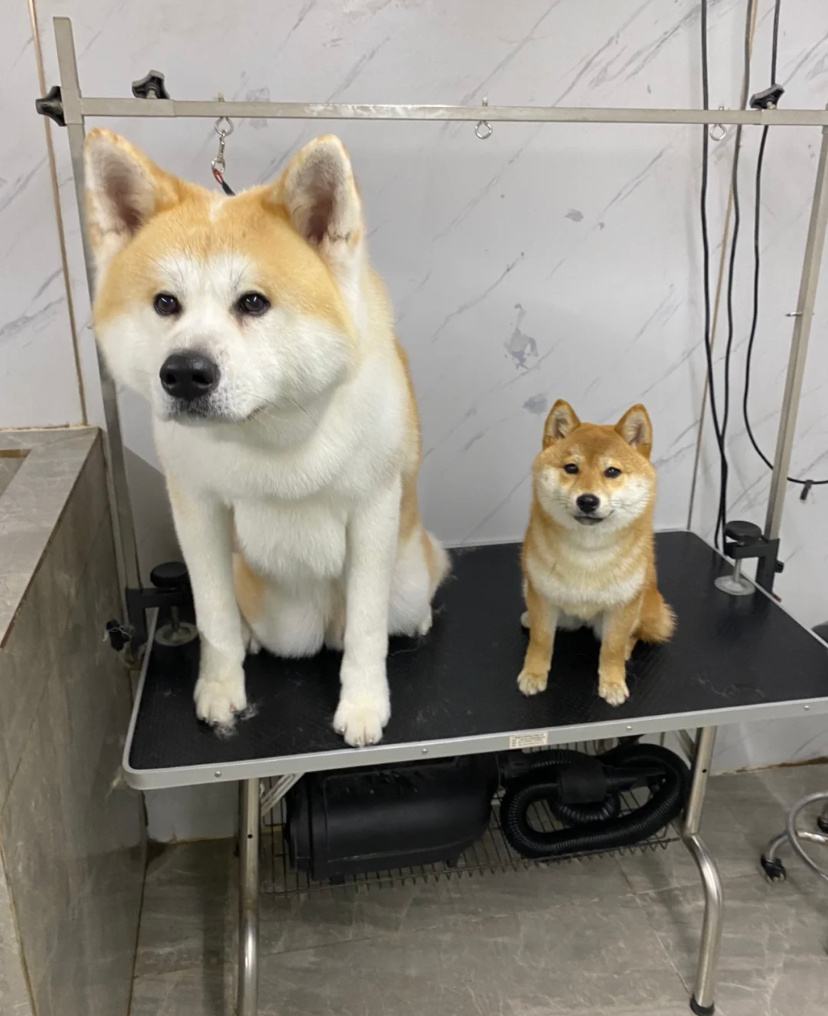 "秋田"和"柴犬"养哪个好?实话告诉你,差别很大